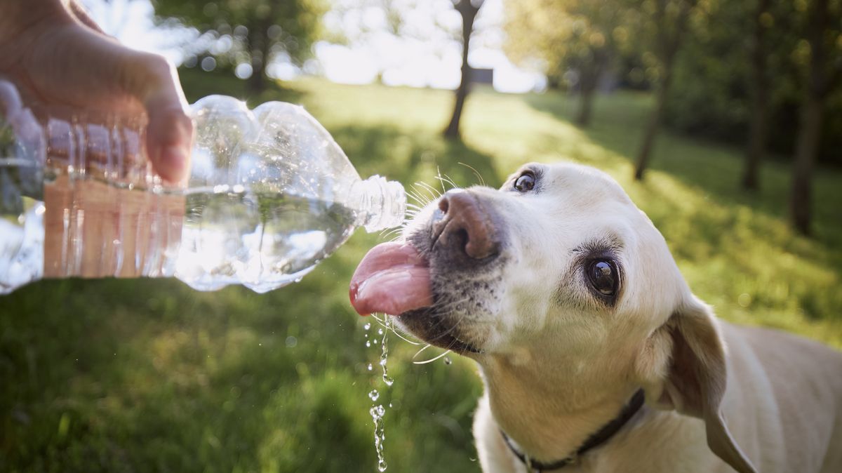 Jak se starat o psy v horkých letních dnech a co dělat při přehřátí